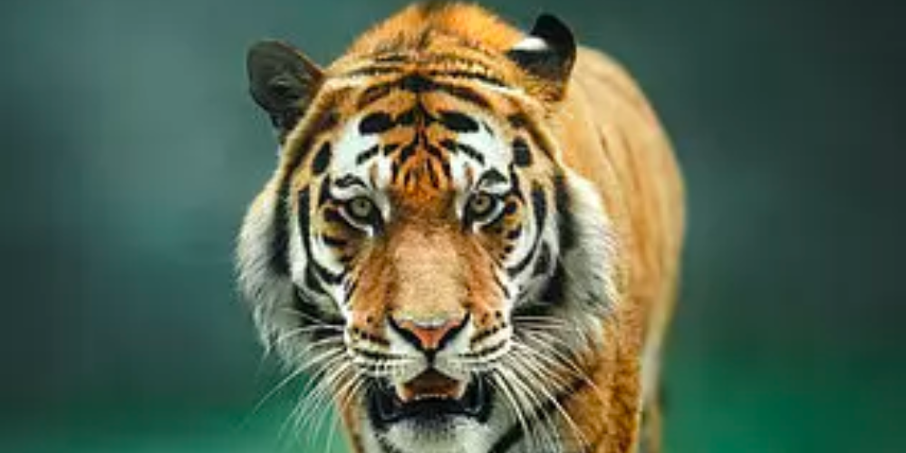 Tiger Seminar